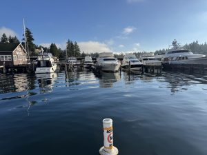 Boats moored at a calm marina near Bellevue, Washington, with evergreens along the shoreline